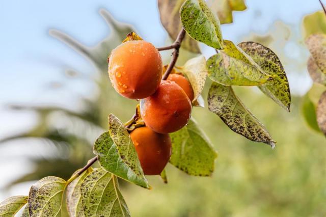 386 Fleming Avenue, San Jose CA: https://media.crmls.org/mediaz/5f256419-6328-4a38-8a3f-21fa337f288f.jpg