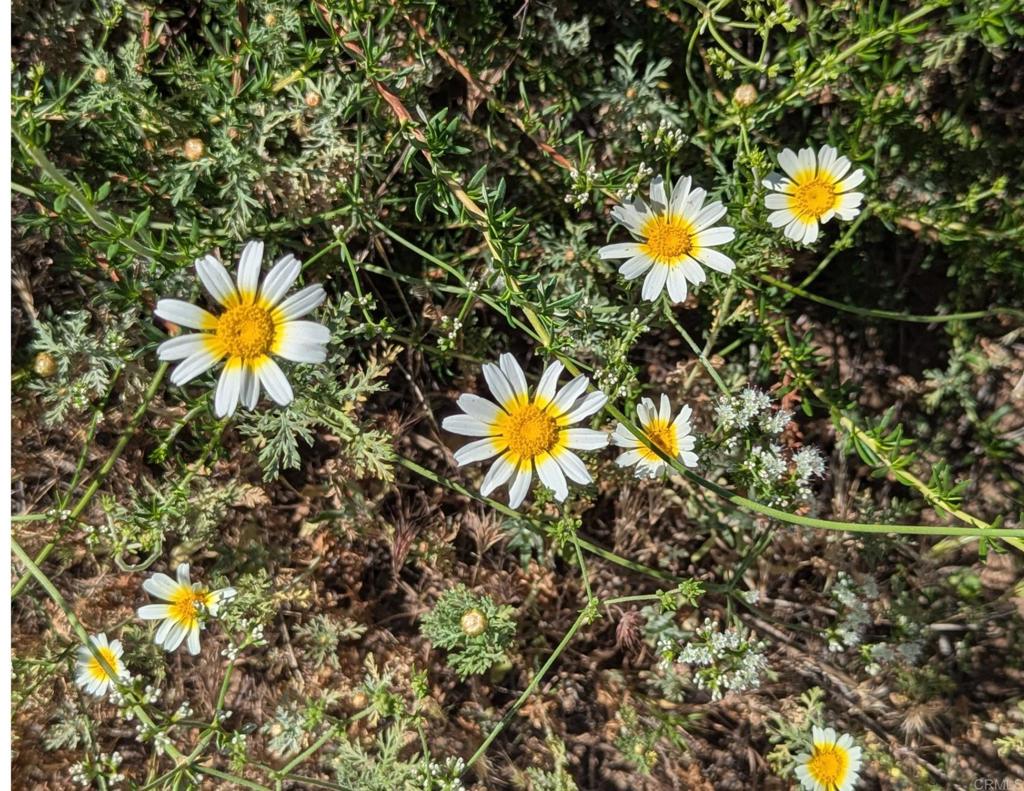 https://media.crmls.org/mediaz/5f50987c-33a3-49e7-9666-7959539919c4.jpg?preset=X-Large