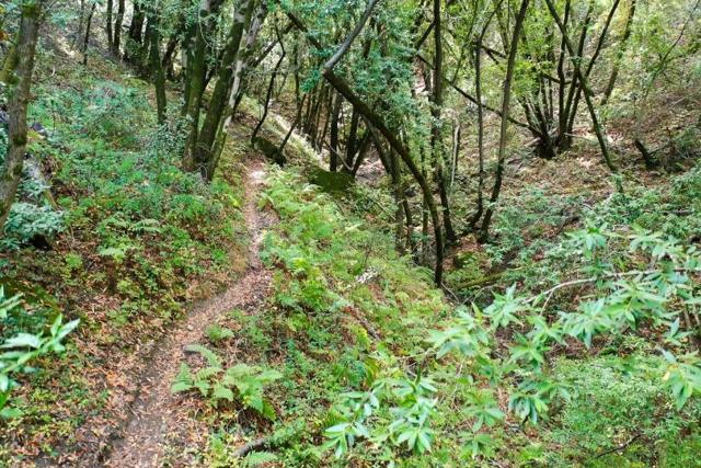 15910 Wildcat Ridge, Saratoga CA: https://media.crmls.org/mediaz/5f592287-946e-4771-9c70-f323f6df987e.jpg