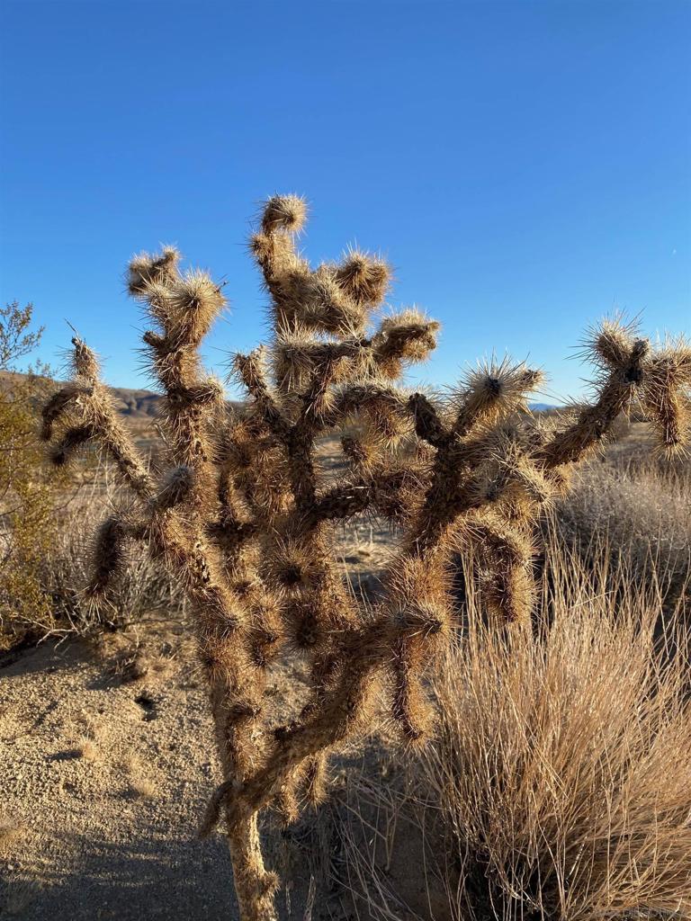 MLS #220000858SD image #9