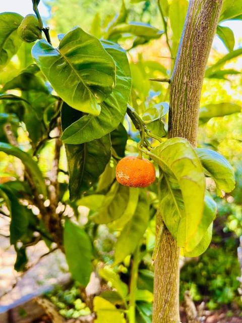 Image 11 of 24 For 520 Redwood Road