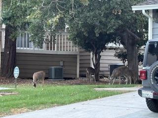 1212 Shelby Creek Lane, San Jose CA: https://media.crmls.org/mediaz/5f94bfb5-377b-41b6-ab66-58c4ce949973.jpg