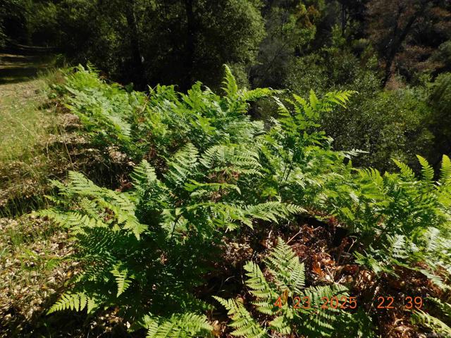 0 San Felipe Rd,  CA: https://media.crmls.org/mediaz/5f9a1d1e-9eae-4135-ab36-64b50c0bbd21.jpg