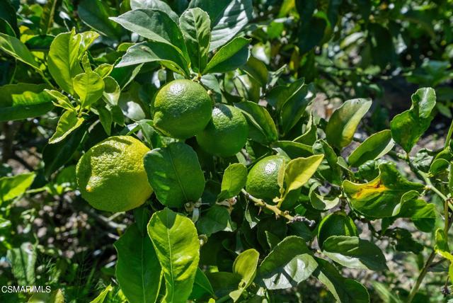 5682 Pine Grove Road, Santa Paula CA: https://media.crmls.org/mediaz/5faf3452-5bb5-4134-ac18-bd86fb5d2064.jpg