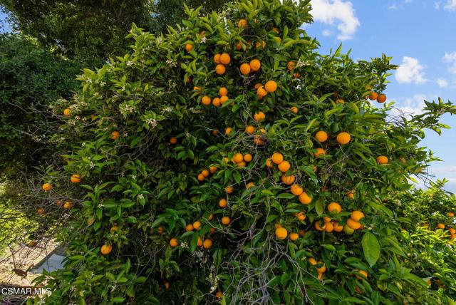 5682 Pine Grove Road, Santa Paula CA: https://media.crmls.org/mediaz/5fbec832-b109-4601-9c73-ddb484353739.jpg