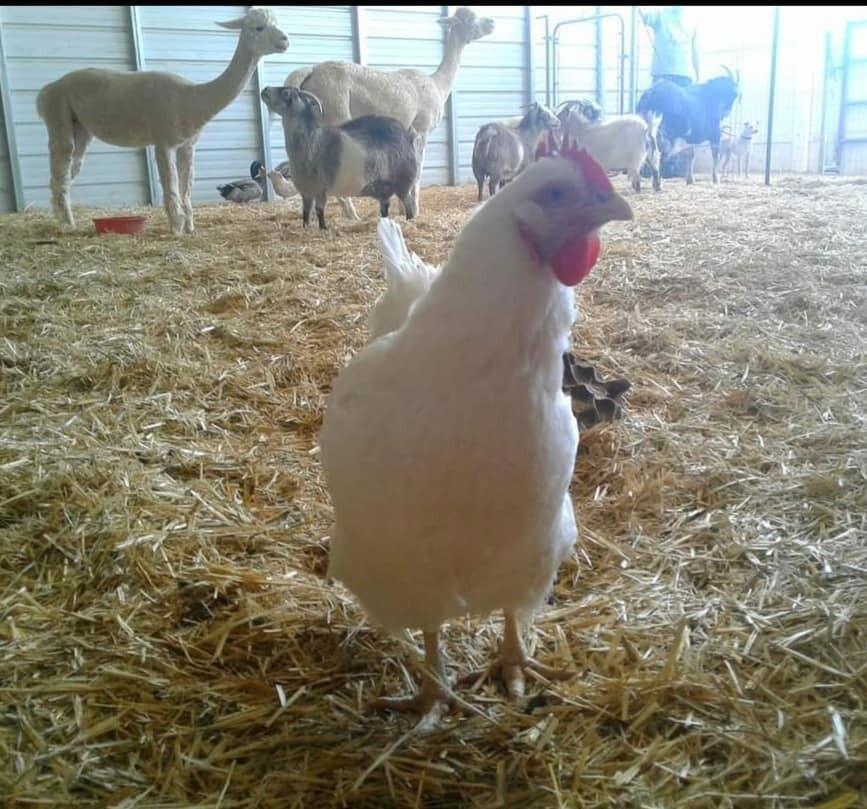 MLS #219138603PS image #30