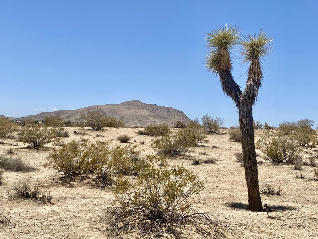 MLS #219134434PS image #14