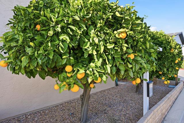 Detail Gallery Image 26 of 37 For 634 via Santa Cruz, Vista,  CA 92081 - 2 Beds | 2 Baths