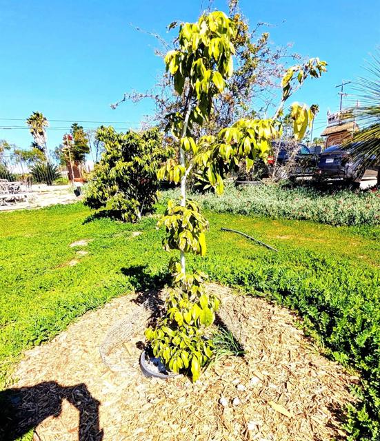 Detail Gallery Image 59 of 64 For 6951 W Lilac Rd, Bonsall,  CA 92003 - 3 Beds | 2 Baths