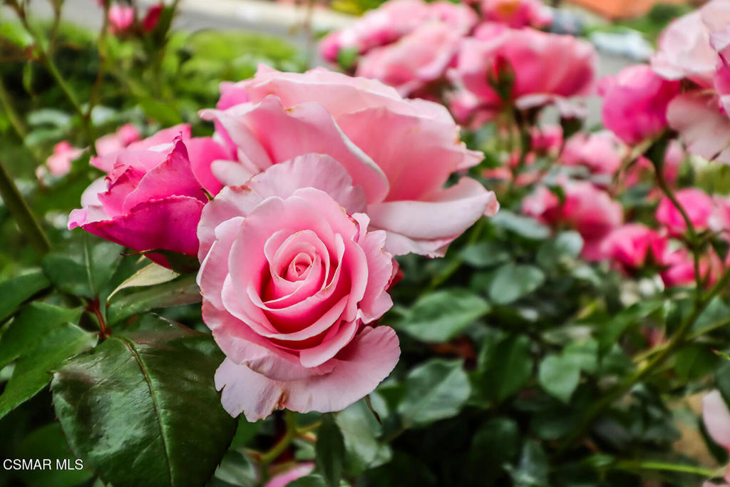 https://media.crmls.org/mediaz/61a0c150-76e7-4f62-ae5a-a8804989ab37.jpg?preset=X-Large