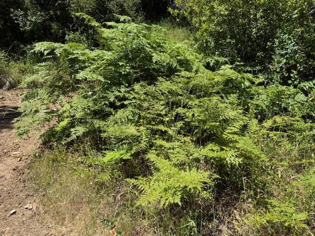 14056 Uvas Road, Morgan Hill CA: https://media.crmls.org/mediaz/61e834cc-00bb-4db7-8951-16055f1bbb17.jpg