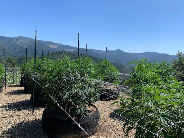 1900 Devils Gulch Road, Hayfork CA: https://media.crmls.org/mediaz/626d02a4-8f59-4265-b2d4-9d13b665e794.jpg