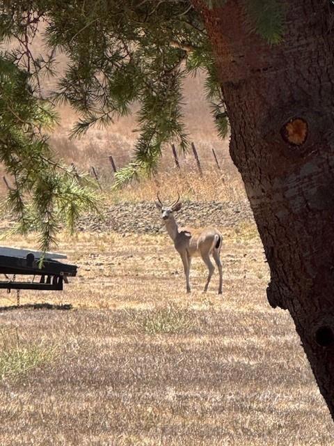 275 Nicholson Drive, Hollister CA: https://media.crmls.org/mediaz/62965b8c-98e2-416b-94f7-fd52423c0b29.jpg