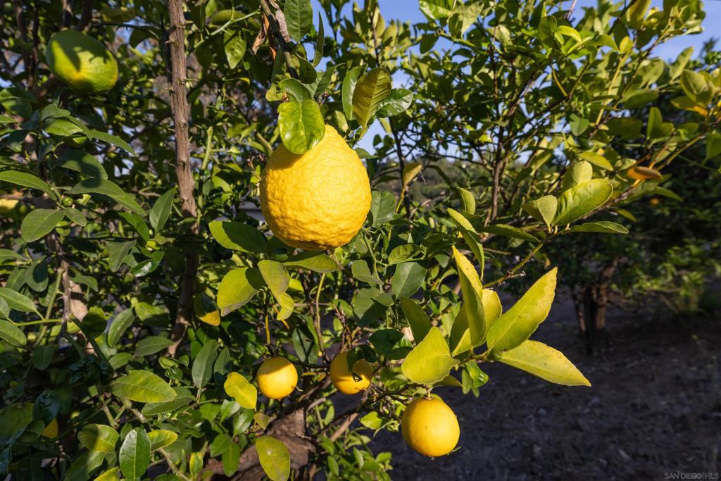 https://media.crmls.org/mediaz/62f6e6f9-0f49-4918-8658-b28ab2611eaf.jpg?preset=X-Large