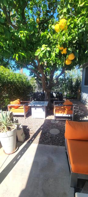 GRAPEFRUIT TREE AND FIREPIT AREA