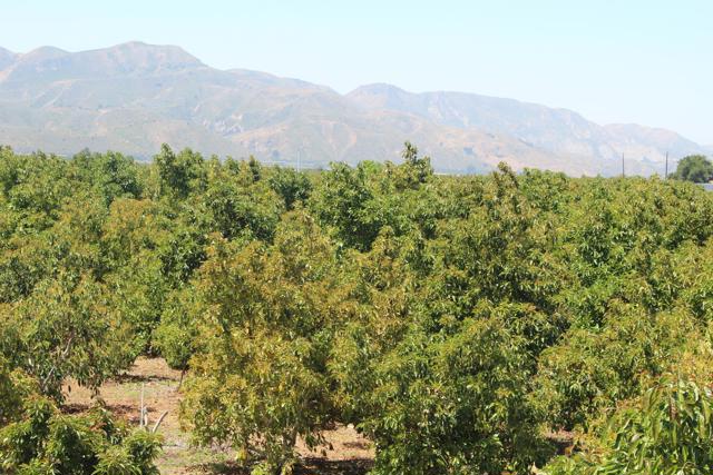 Detail Gallery Image 22 of 33 For 0 Camulos St, Piru,  CA 93040 - – Beds | – Baths