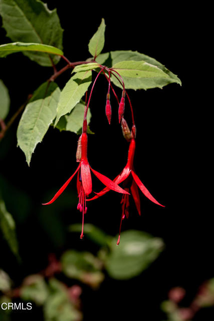 Botanical Bounty