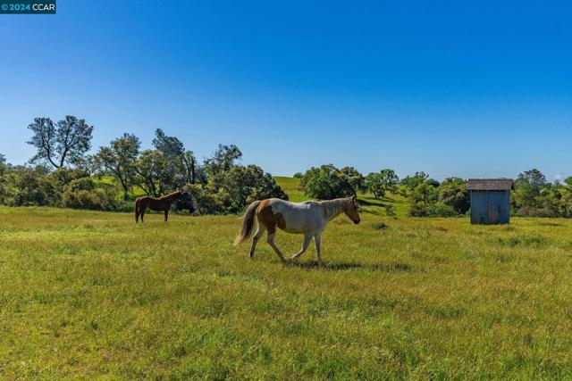 4774 Camanche Parkway N, Ione, California 95640-9412, 4 Bedrooms Bedrooms, ,2 BathroomsBathrooms,Single Family Residence,For Sale,Camanche Parkway N,41055217