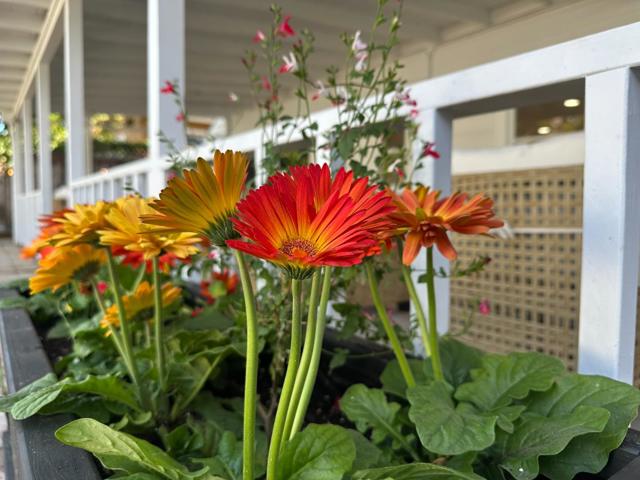 1183 Yosemite Avenue, San Jose CA: https://media.crmls.org/mediaz/6513ddcd-423d-4696-823a-24d66c44061f.jpg