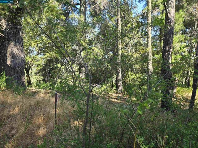100 Black Log Rd, Kentfield CA: https://media.crmls.org/mediaz/65c8987f-dd7c-471b-ba08-4ccc3907334f.jpg