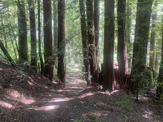 17000 Bear Creek Road, Boulder Creek CA: https://media.crmls.org/mediaz/65dab6b9-ce14-4bda-ae70-acd5bd41340a.jpg