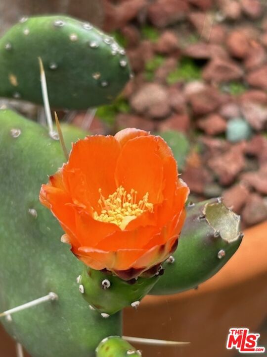 931 S Ogden Drive, Los Angeles CA: https://media.crmls.org/mediaz/65e34624-0e0f-4ac0-a49c-46e70dc7bc02.jpg