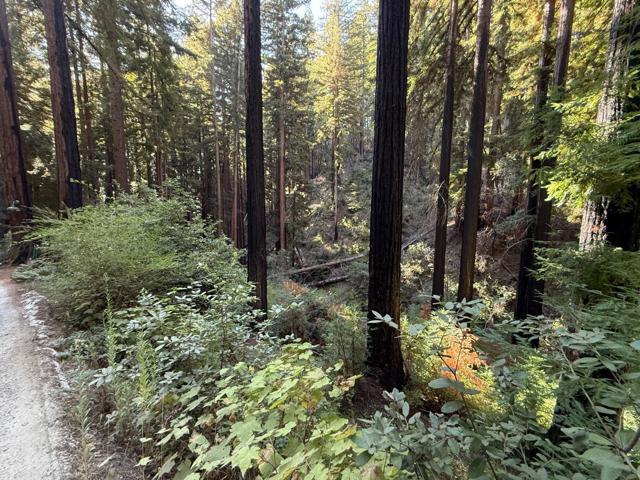 449 Band Road, Boulder Creek CA: https://media.crmls.org/mediaz/660e51d3-5147-4e3f-b965-dfdbd48ab854.jpg