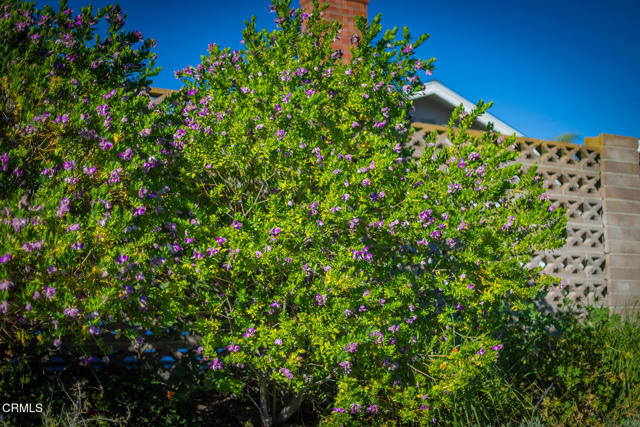 Detail Gallery Image 31 of 31 For 75 Maxine Ave, Oak View,  CA 93022 - 4 Beds | 2 Baths