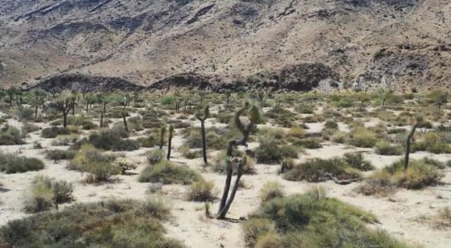 55455 Pipes Canyon, Pioneertown CA: https://media.crmls.org/mediaz/673ecbf8-a6be-492a-8644-14108c042d2f.jpg