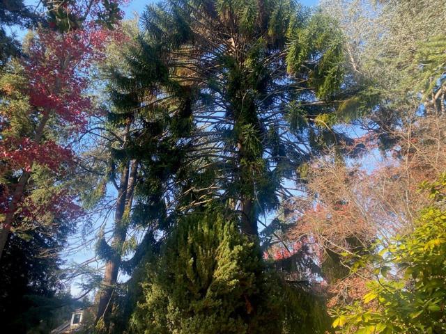 269 Selby Lane, Atherton CA: https://media.crmls.org/mediaz/67930574-1295-49a9-b606-0c6b5de5b2f2.jpg