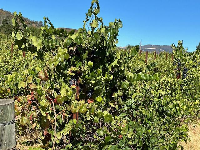 13160 Cienega Road, Hollister CA: https://media.crmls.org/mediaz/67fc60cb-c5d3-4108-bfe2-cd1494d74867.jpg