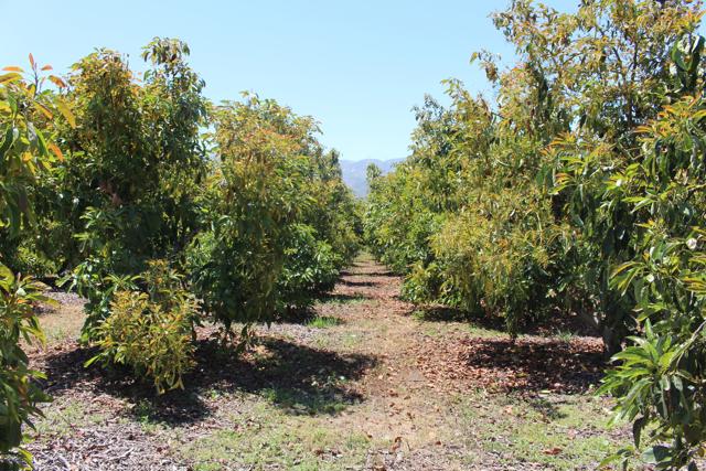 Detail Gallery Image 30 of 33 For 0 Camulos St, Piru,  CA 93040 - – Beds | – Baths