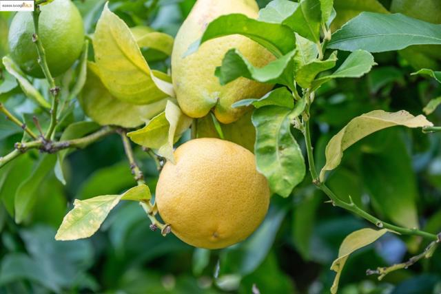 919 Mckinley Ave, Oakland CA: https://media.crmls.org/mediaz/6815b22e-511e-4b6b-8245-ff1eee48bff4.jpg