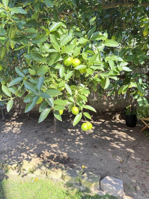 Detail Gallery Image 52 of 55 For 553 a Hygeia Ave. Ave, Encinitas,  CA 92024 - 3 Beds | 2/1 Baths