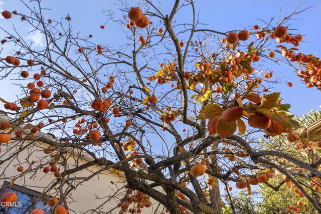 Detail Gallery Image 49 of 58 For 984 Loma Vista Pl, Santa Paula,  CA 93060 - 3 Beds | 2 Baths