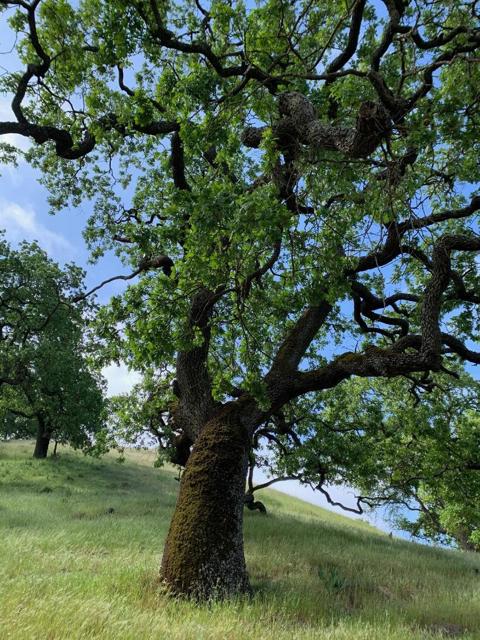 0 Oak Glen Avenue, Morgan Hill CA: https://media.crmls.org/mediaz/686cceca-4caa-46ff-b92e-b67455a220d0.jpg