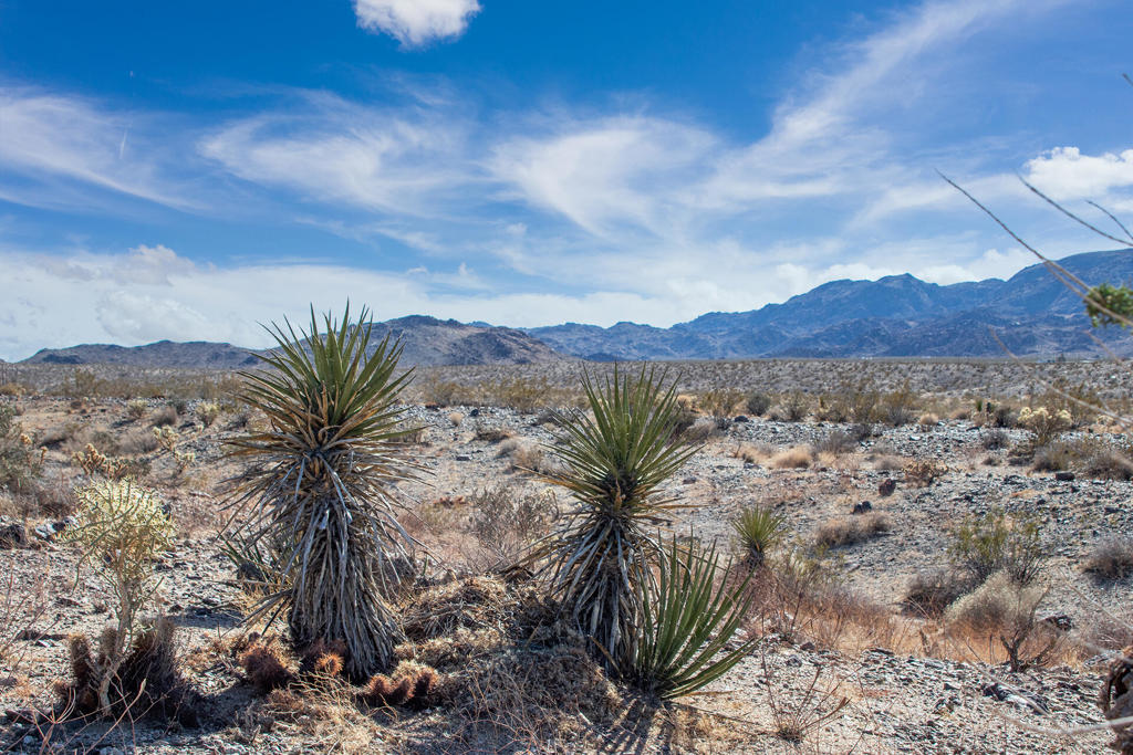 MLS #219131400PS image #27