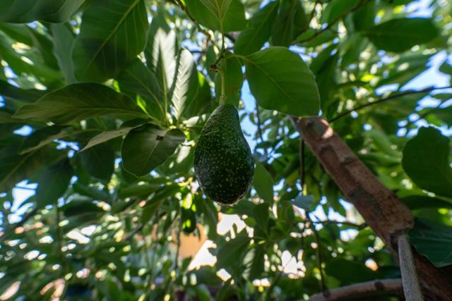 3637 Snell Avenue, San Jose CA: https://media.crmls.org/mediaz/68d0502c-838e-4e74-bfdc-74f54845bca4.jpg