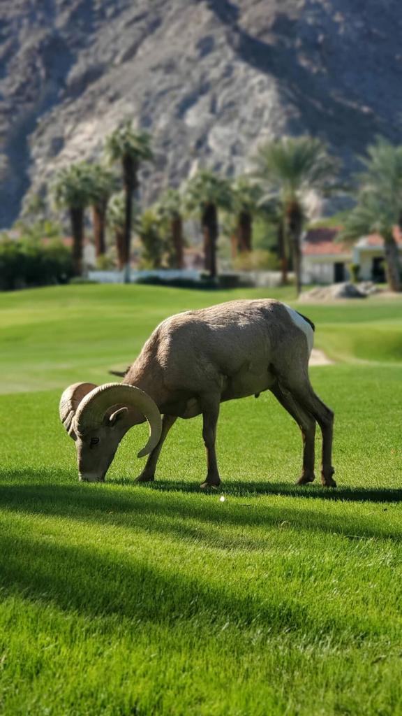 MLS #219136046DA image #4