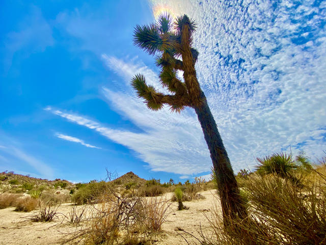 104 Bandera Road, Yucca Valley CA: https://media.crmls.org/mediaz/69420c13-bec4-4b80-8c89-8757fb406704.jpg