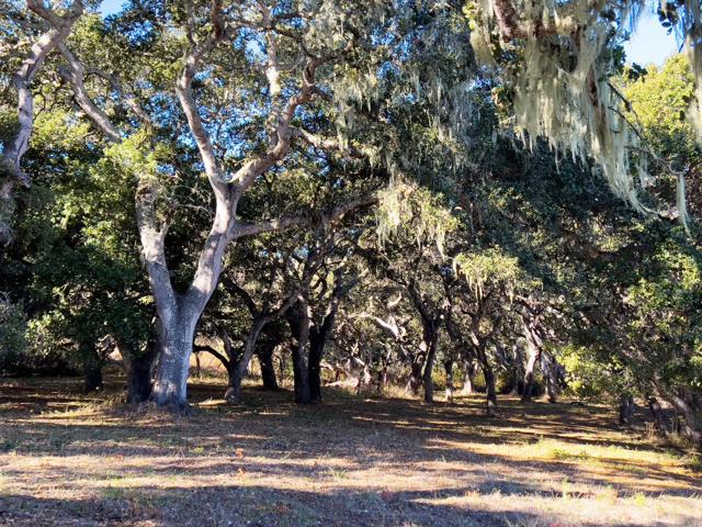 7 Holding Field Run, Carmel Valley CA: https://media.crmls.org/mediaz/69428c9d-7218-402c-be2d-23f6636e962d.jpg
