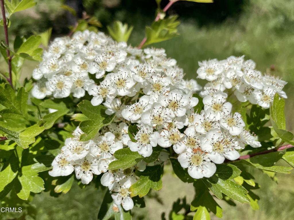 https://media.crmls.org/mediaz/69ca0873-a9bd-4670-a006-6199e3f73bb9.jpg?preset=X-Large