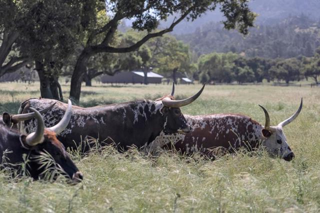 770 Limekiln Road, Hollister CA: https://media.crmls.org/mediaz/69e5aa93-e950-4bd8-9a3a-799659626984.jpg