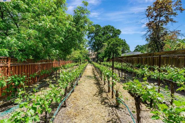135 Cara Ct, Walnut Creek CA: https://media.crmls.org/mediaz/6a1515af-60dc-4399-97fe-9d3c264934e1.jpg