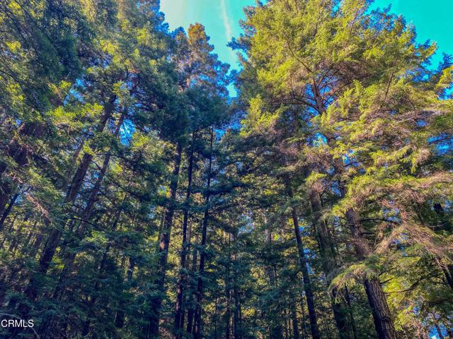 0 Irmulco Road, Willits CA: https://media.crmls.org/mediaz/6a2e6748-d932-4cbf-b891-ff85a1bbd84a.jpg