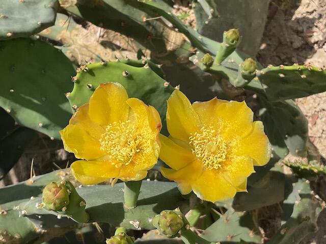 74240 Angels Camp Road, Palm Desert CA: https://media.crmls.org/mediaz/6ab09bbb-dd91-4051-b41a-a8c39e797631.jpg
