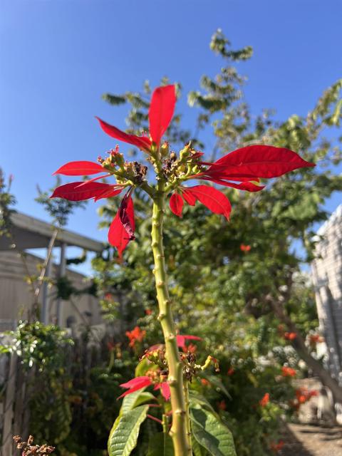 Detail Gallery Image 43 of 53 For 200 N El Camino Real #150,  Oceanside,  CA 92058 - 3 Beds | 2 Baths