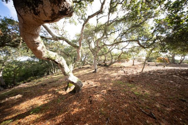 18221 Berta Canyon Road, Salinas CA: https://media.crmls.org/mediaz/6b7975c2-7648-47ad-9a8b-6964a5694e5f.jpg