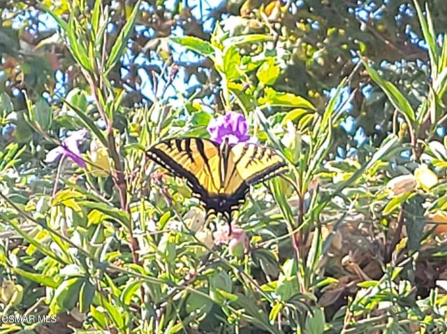 Butterfly Garden