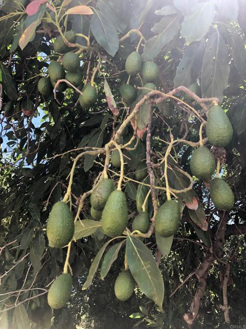 3137 E Valley Parkway, Escondido CA: https://media.crmls.org/mediaz/6c02ac55-94d1-46f9-9087-f8d666591cd4.jpg